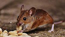 24 Hour & Emergency Exterminators in Mechancsbrg, PA